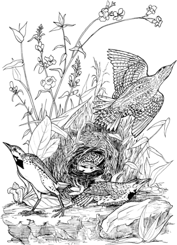 Eastern Meadowlarks Coloring Page